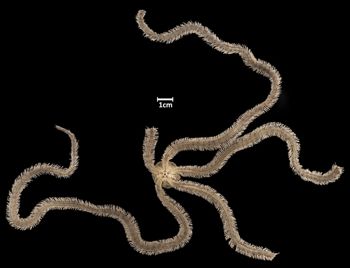 Media type: image;   Invertebrate Zoology OPH-2361   Aspect: ventral